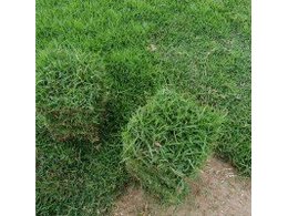 东莞兰引三号推荐