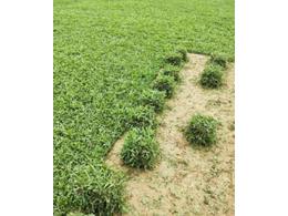 [大叶油草坪]什么是大叶油草？大叶油草有什么特点