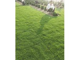 祁阳马尼拉草卷订购