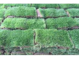 中山三角大叶油草坪基地