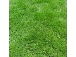 绿化草坪种植基地