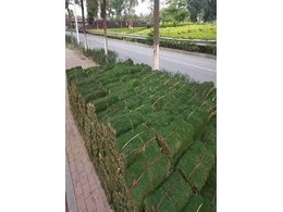 [绿化草卷]宝安草皮卷,绿化草卷