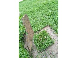 安仁大型的马尼拉草卷