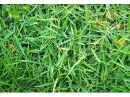 安仁县兰引三号销售,专业的草卷哪家比较好