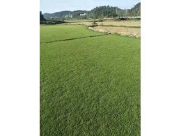 [园林绿化]永汉草卷供应