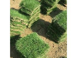 [台湾草]电白台湾草皮批发