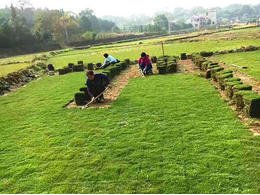 [台湾草]东安县大井头园林绿化