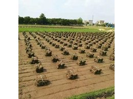 广东省哪里有存活率高的马尼拉草皮