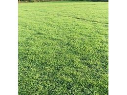 湖北台湾草订购