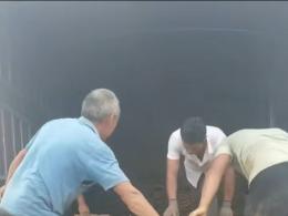 马尼拉草直送广州花都风景区：惠州博罗石坝镇基地供应实录