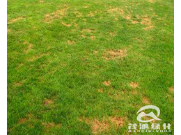  常见的草坪病虫害有哪些？如何防治？