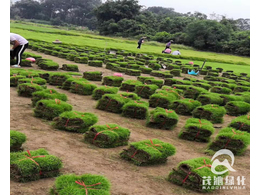  绿化草坪供应商-绿化草坪供应商基地