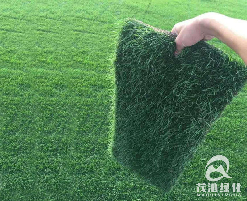 茂沁草业-台湾草绿化草坪实拍图
