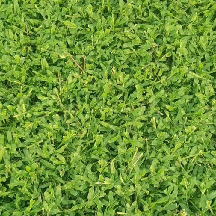 茂沁草业-大叶油草坪实拍图