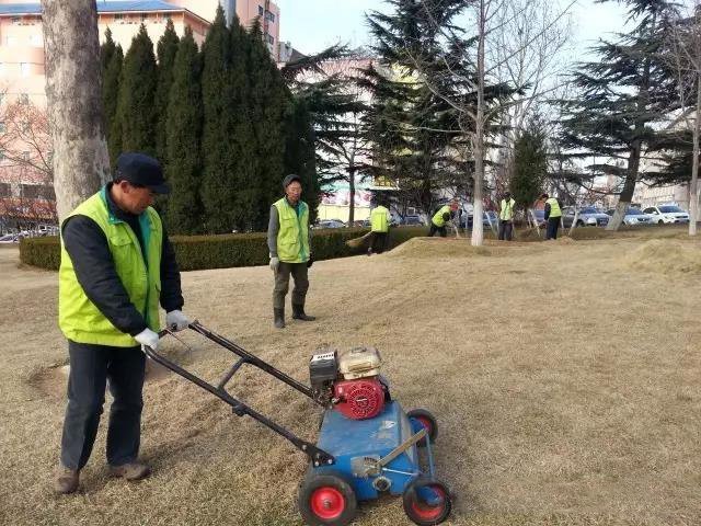 马尼拉草坪的养护管理