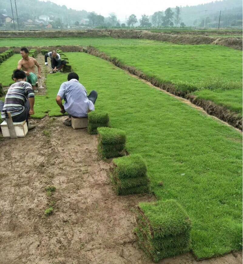 马尼拉草坪种植基地