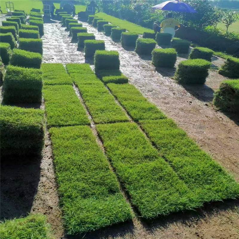 惠州茂沁草业-马尼拉草皮（结缕草）基地实拍-华南绿化草坪产地直销惠州博罗
