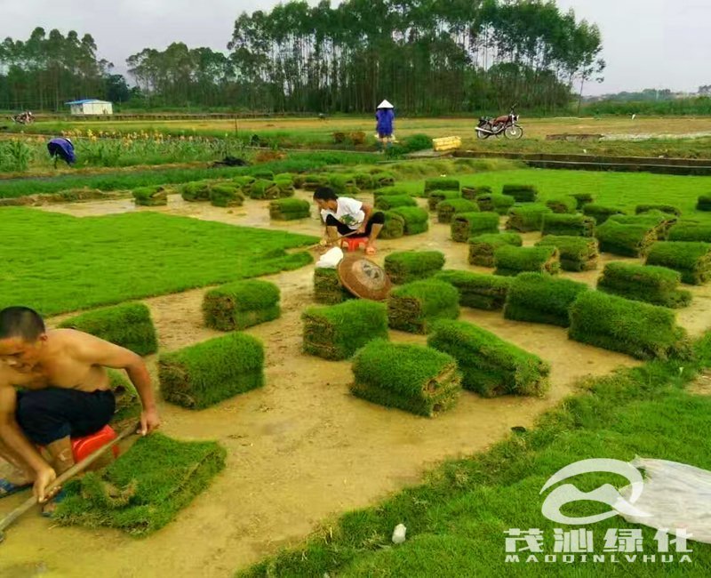 马尼拉草坪