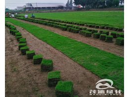 茂沁绿化介绍马尼拉草坪的修剪与施肥