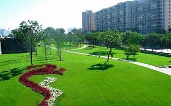 马尼拉草坪怎么种植?:马尼拉草坪 马尼拉草坪怎么种植?:马尼拉草坪