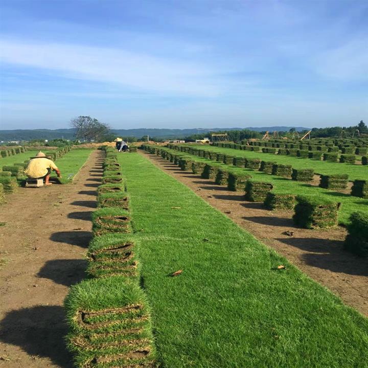 马尼拉草坪:田里的马尼拉草皮怎么养护？