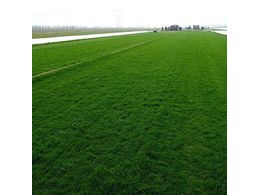 马尼拉草坪:马尼拉草坪的种植和养护