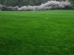 马尼拉草坪:公园草皮多为马尼拉草 不合适运动容易崴脚