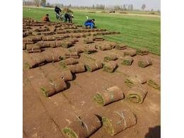 马尼拉草皮:土马尼拉草坪的不敷，无土栽培马尼拉草坪手艺的长处