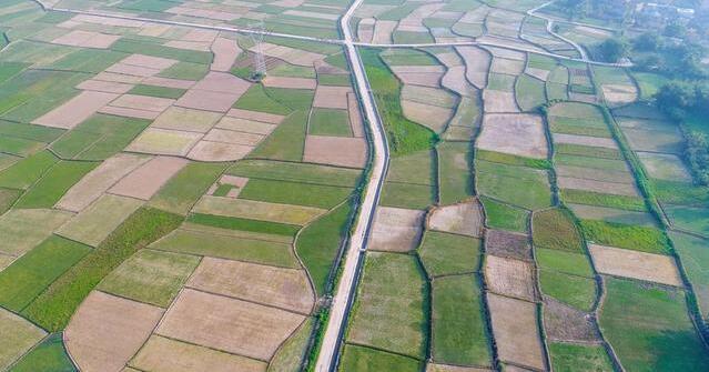 惠州茂沁绿化草业公司的绿化草坪基地