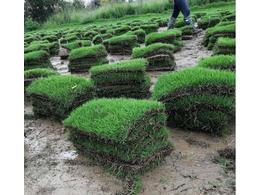 台湾草草皮:台湾草皮优缺点？