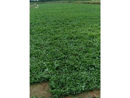 台湾草草皮:足球场用什么草的草皮好?