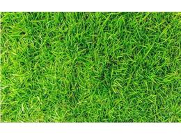 草皮的种植办法及步调？:大叶油草皮