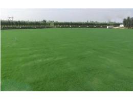 占地千亩！惠州茂沁绿化草坪基地最大的真草皮足球场！