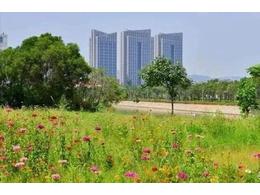 草坪一平米几钱:园林绿化中常见的草坪品种有哪些？近期行情怎么样？