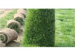 墙面漆几钱一平米？:草坪一平米几钱