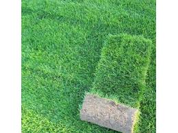 草坪草几钱一平方:天堂草是哪种草坪草？