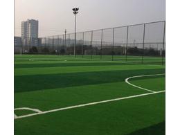 足球场草坪是什么？:草坪草几钱一平方