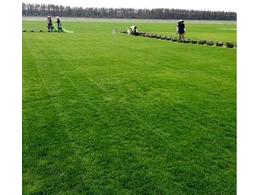 惠州茂沁绿化草皮苗木基地-马尼拉草绿化草坪供应