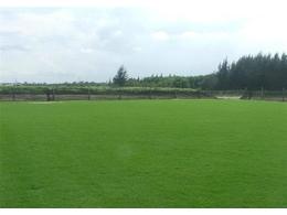 广东省惠州市马尼拉草绿化草坪供应