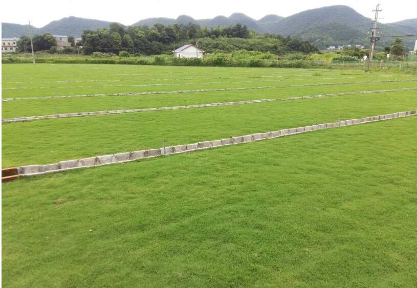 广东马尼拉草皮-惠州高羊茅草坪价格,马尼拉草坪价格