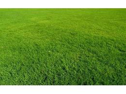 【兰引三号草皮厂家】广东兰引三号草皮&广州兰引三号草皮