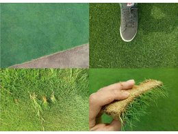 惠州茂沁绿化讲解百慕大草和马尼拉草有什么不同？