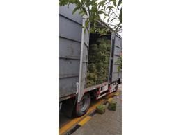 广东马尼拉草皮/草皮养护-光明马尼拉草种植