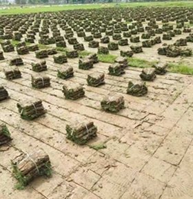 草场基地自销草皮-草块-草卷-草坪