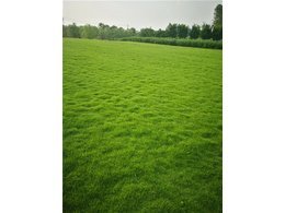 广东马尼拉草皮/草皮多少钱一平方米？