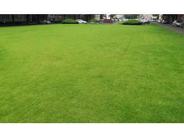 草坪/草皮/草坪多少钱一平方米价格以及草皮铺设多少钱一平方