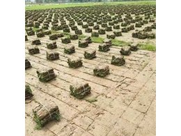 广东惠州茂沁绿化大叶油、兰引三号草、马尼拉草皮订购电话