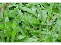 惠州茂沁绿化草业有限公司面向珠三角地区提供台湾草、大叶油草、马尼拉草、兰引三号草等草坪