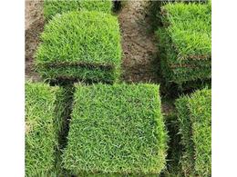 供应草皮草坪-马尼拉草皮价格哪里便宜。