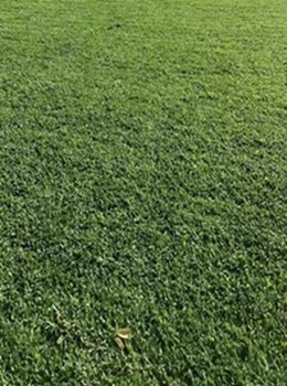 马尼拉草草坪
